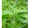 Шалфей Предсказателей (листья 1 г) / Salvia Divinorum